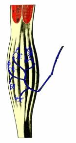 TONUS IN TRICEPS AND HIGH STRETCH REFLEXES HIGH IMPOSED FORCE EXCITES GOLGI TENDON