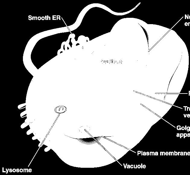 endoplasmic reticulum (ER)