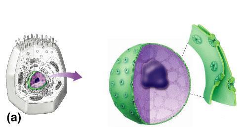 Nucleus Function protects DNA Structure nuclear envelope double