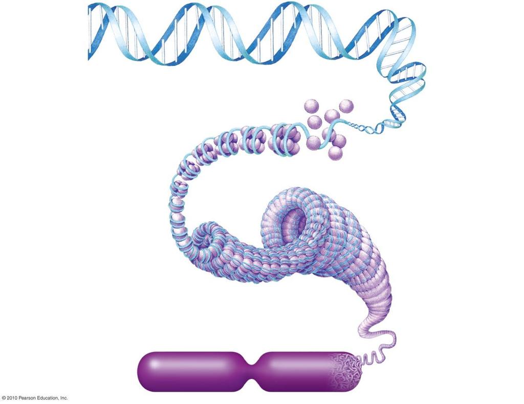 DNA molecule Proteins