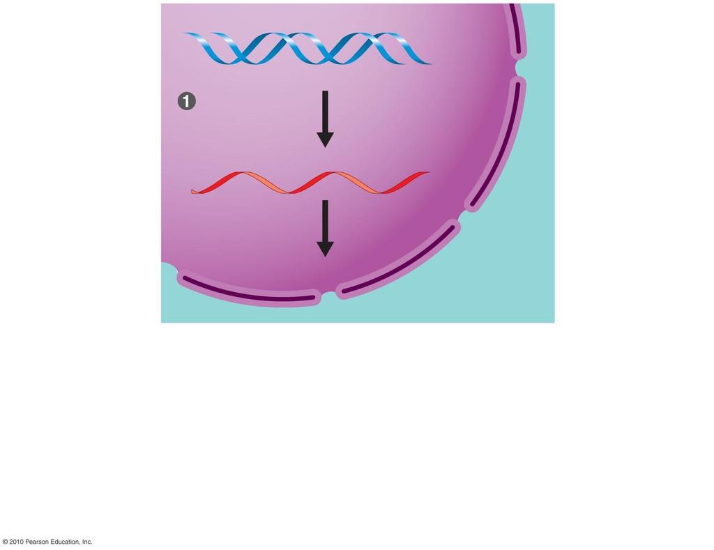 DNA Synthesis of mrna in the nucleus