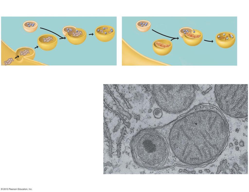 TEM Plasma membrane Digestive enzymes Lysosome Lysosome Food vacuole Digestion Vesicle containing damaged organelle Digestion (a) Lysosome digesting food