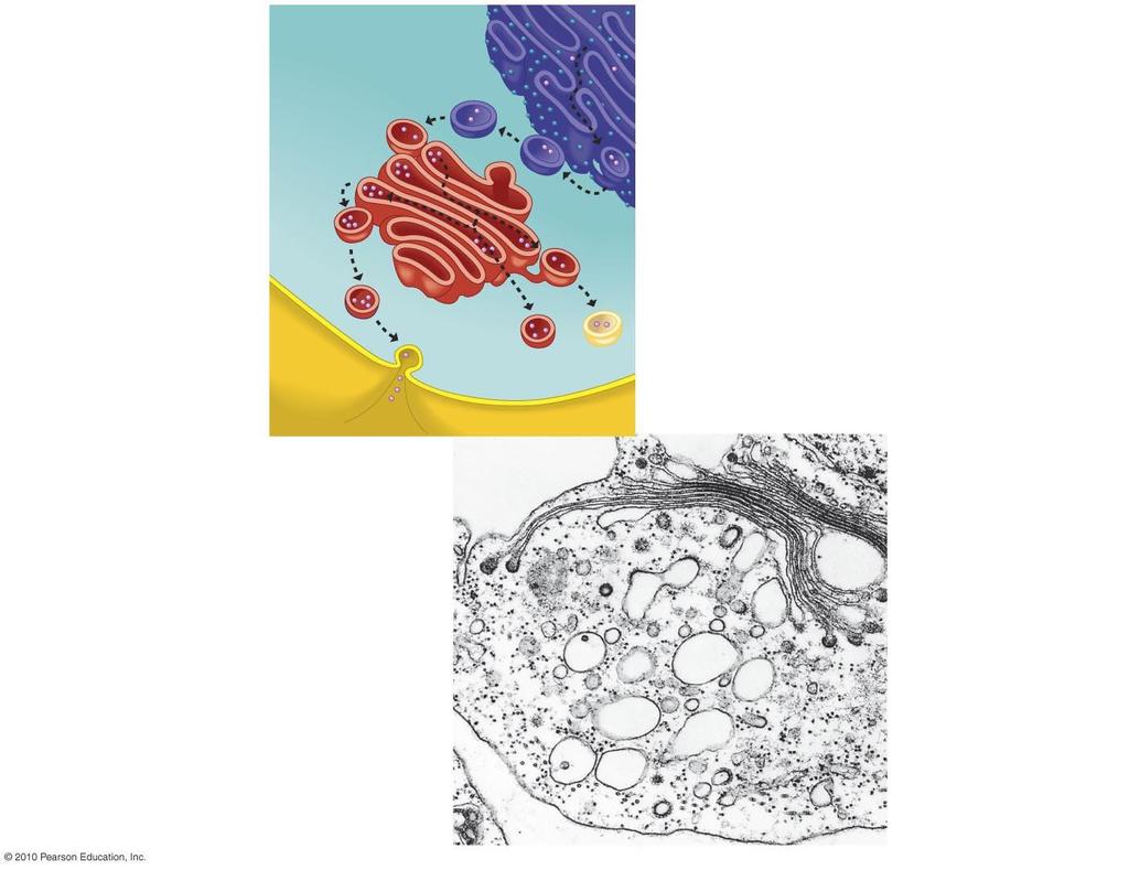 TEM Golgi apparatus Rough ER Transport vesicle Transport vesicle Plasma membrane Secretory protein Vacuole Lysosome Transport vesicles carry enzymes and other proteins from the rough ER to the Golgi