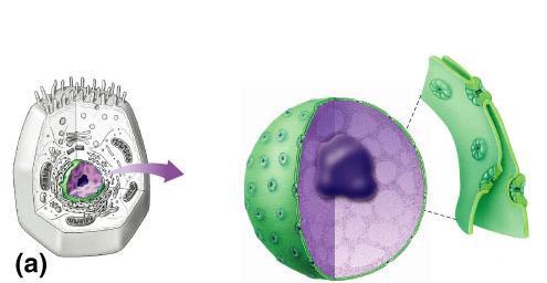 Nucleus Function protects DNA Structure nuclear envelope double