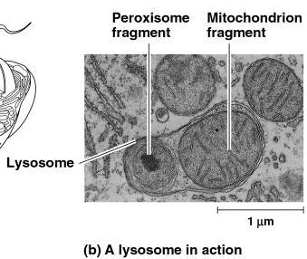 Lysosomes Function little