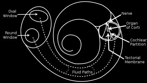 Cochlea snail shell Fluid-filled labyrinth Located in: inner-ear Spiral Shaped (snail shell) Hair inside cochlea resonates according to incoming vibrations in the liquid https://www.youtube.com/watch?
