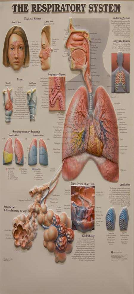 The major function of the respiratory system is gas exchange between the external environment and an organism's circulatory system.