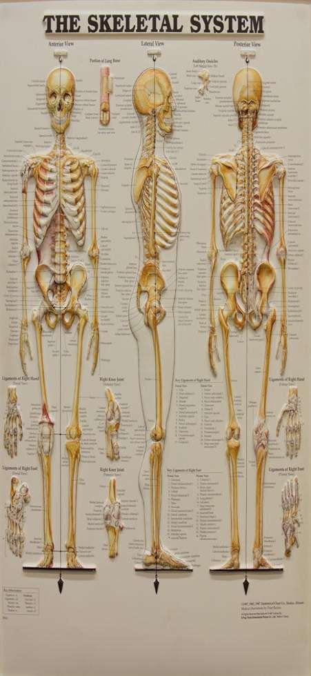 The human skeleton consists of both fused and individual bones supported and supplemented by ligaments, tendons, muscles and cartilage.