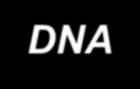 Radiation effect DNA