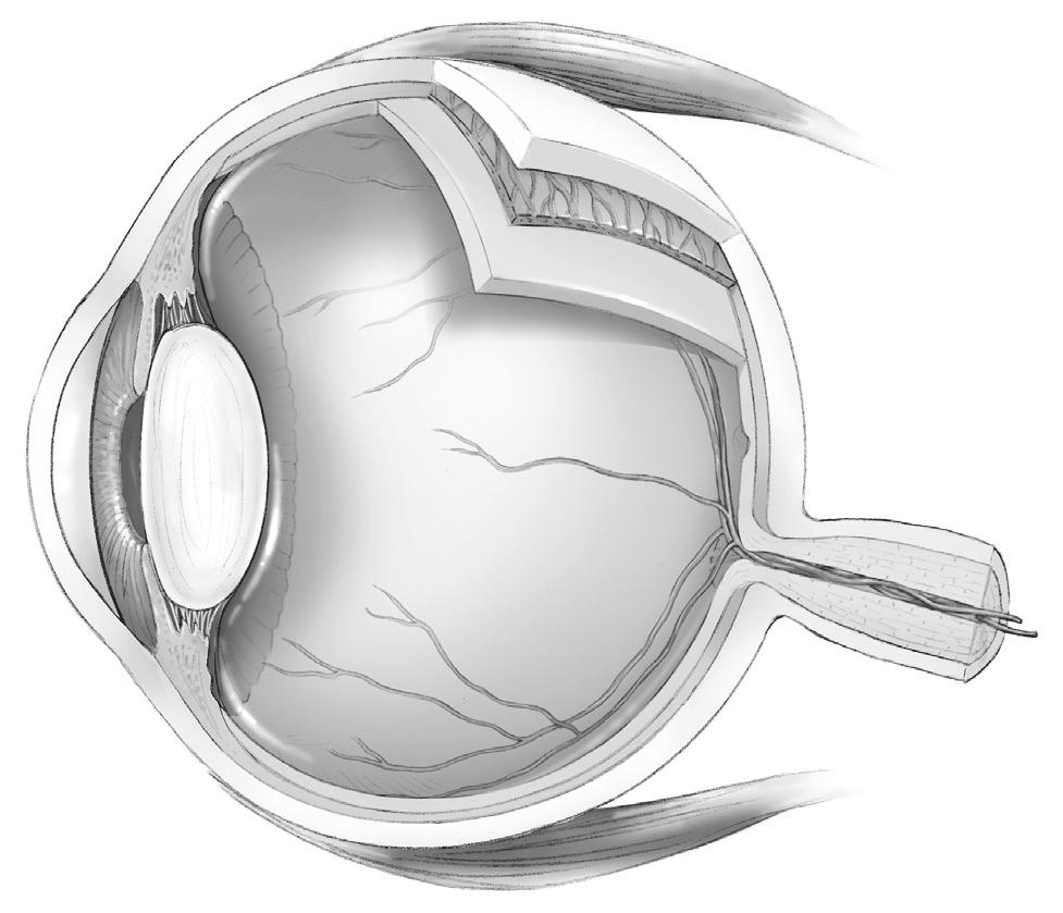 10 Eye Diagram Directions: Label these parts of the eye on the diagram below: cornea, iris, lens, pupil.
