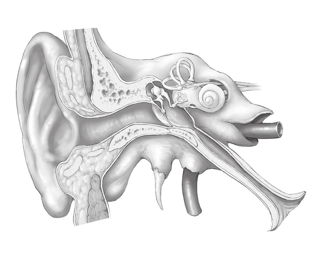 9 Ear Diagram Directions: Label the following parts of the ear: outer ear canal, eardrum, hammer, anvil, stirrup, cochlea.