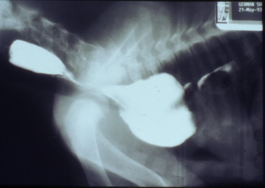 Case 6 Radiographs and thoracic contents from a young German shepherd.