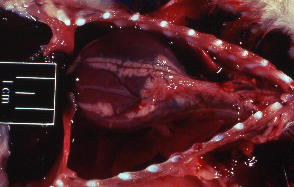 Case 8 Photograph of the thoracic area and echoplane section of heart