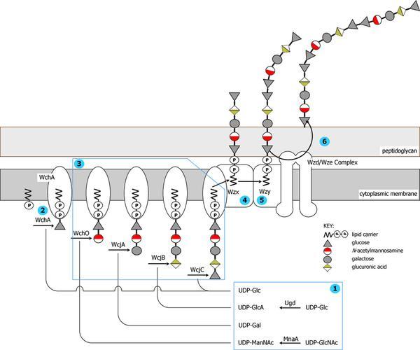 Biosynthesis of Capsular Polysaccharides Bentley SD, Aanensen DM, Mavroidi A, Saunders D, et al.