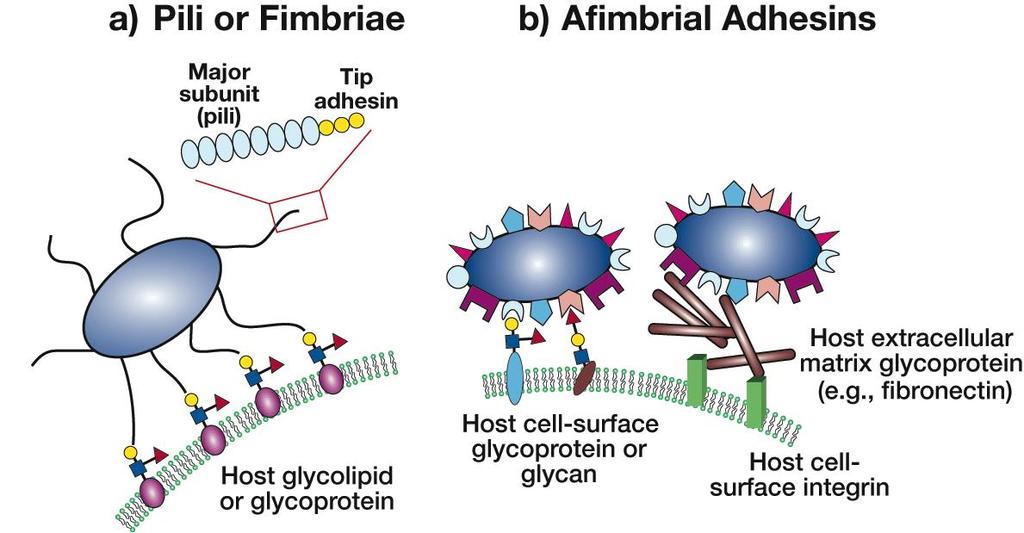 Bacterial Adhesion Essentials of