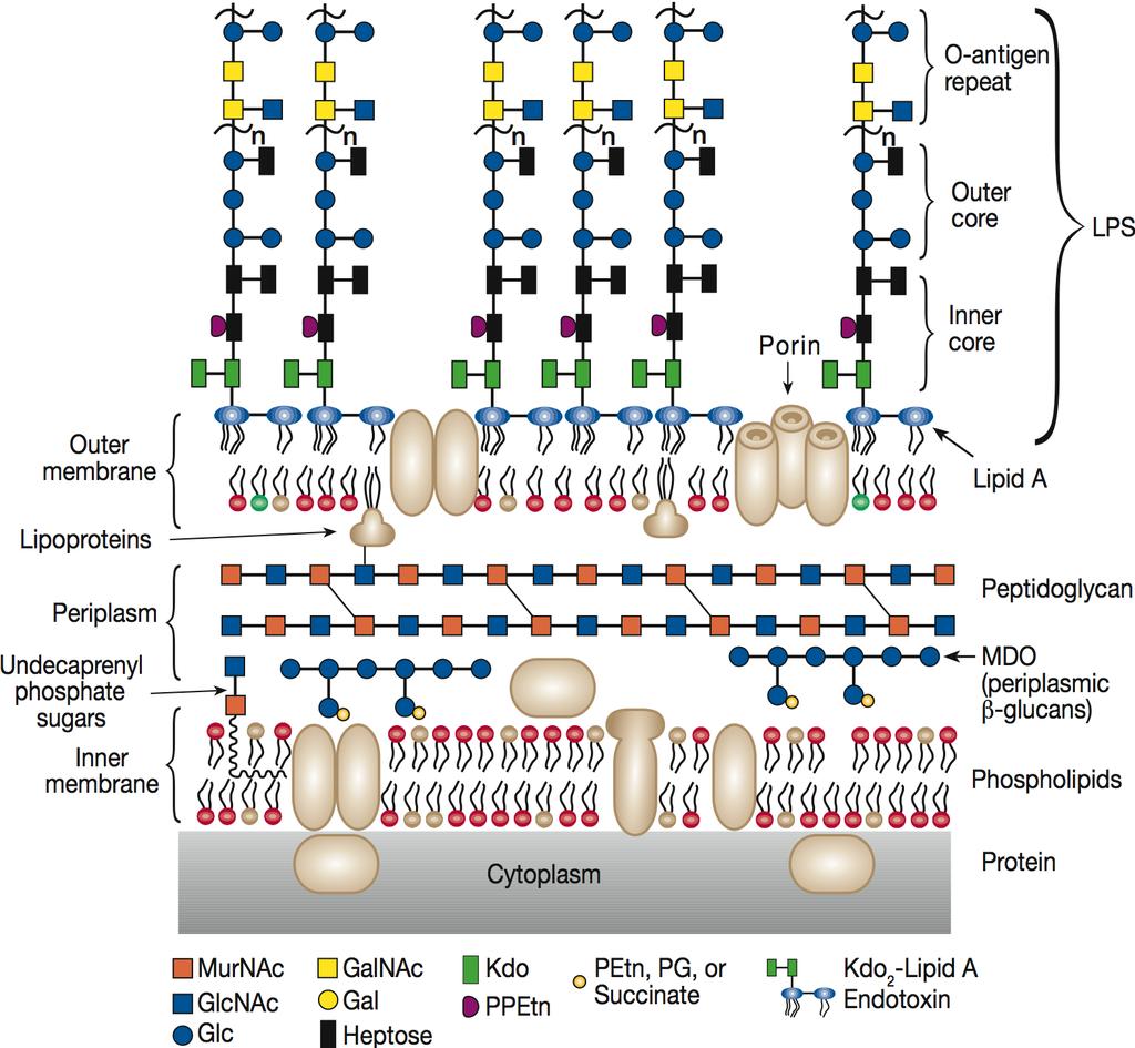 Cell wall of Gram-Negative Bacteria Essentials