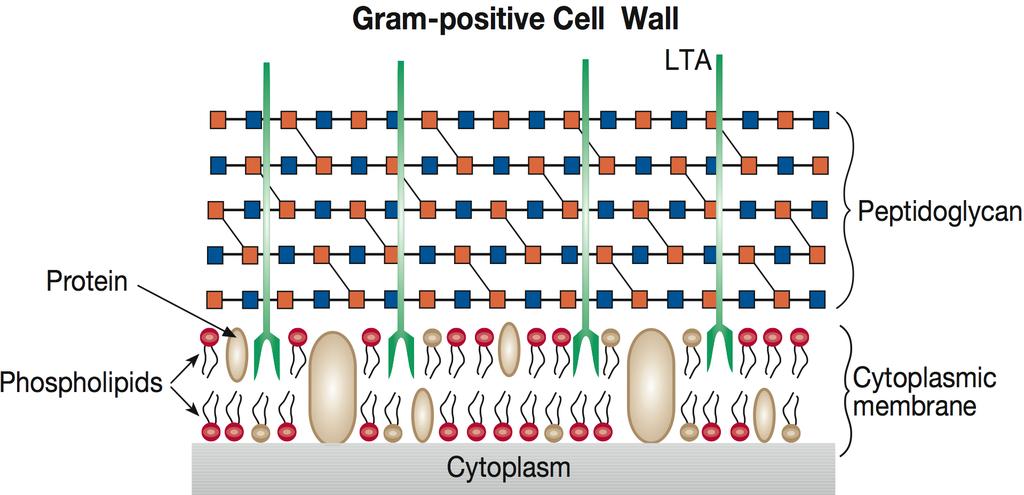 Cell Wall of Gram-positive Bacteria Essentials