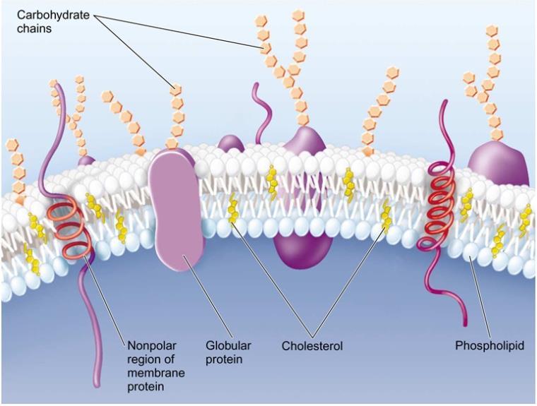 glycolipids and covers the surface of cells