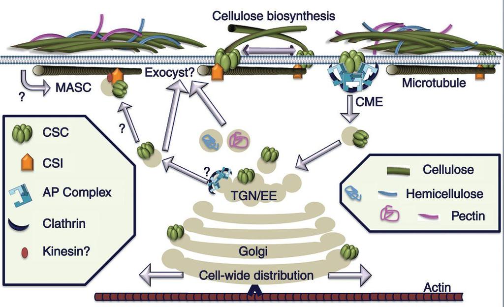 Biosynthesis of Cellulose Bashline L et al. Ann Bot 2014;aob.mcu040 The Author 2014.