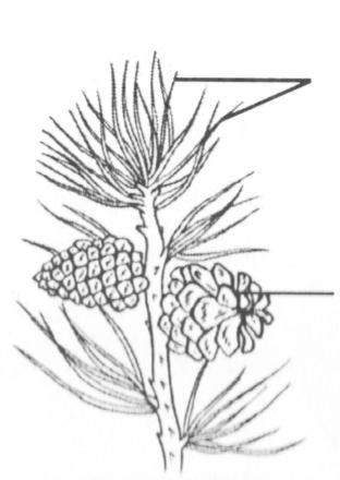 3.3 Examine the diagrams below and answer the questions that follow: 1 A 2 3 4 B rhizoids 5 D 6 7 Source: http://www.google.co.za/images 3.3.1 Identify the plant group represented by A and B.
