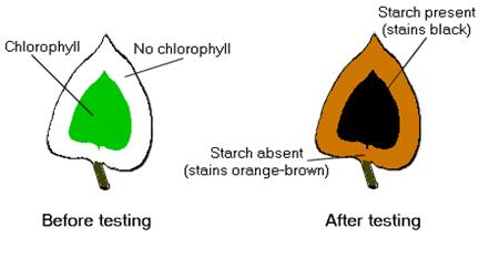 (2) 2.1.2 Provide a hypothesis for this experiment. (2) 2.1.3 What testing solution will cause starch to stain black? (1) 2.1.4 Describe the procedure used to remove chlorophyll during this experiment.