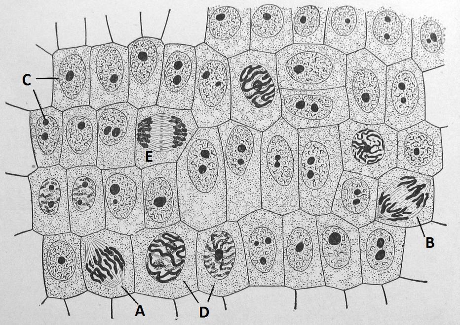53. Describe the stages of embryological development in sea urchins. 54. Label these cells as they carry out the cell cycle. 55.