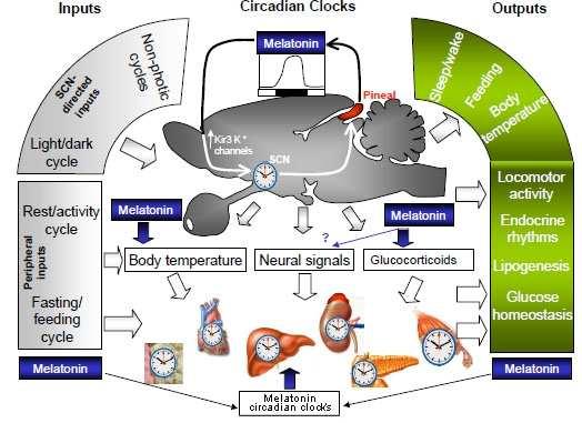 Melatonin suppression and circadian disruption due to electromagnetic