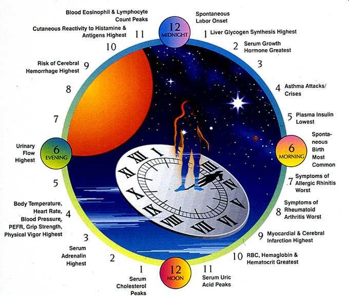 Body functions exhibit circadian rhythms which are essential for optimal
