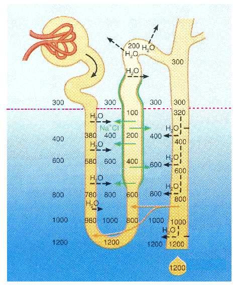 Osmolality of the tubular and