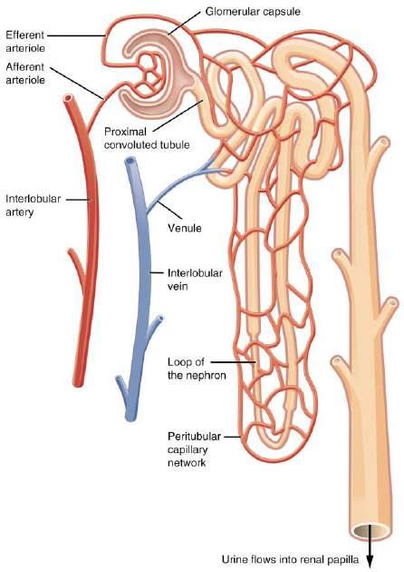 LECTURE 25: FILTRATION AND CLEARANCE NEPHRON FILTRATION 1.