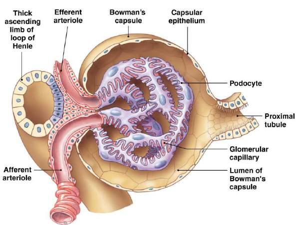 GLOMERULUS - Blood enters from the afferent arteriole and divides into many glomerular capillary