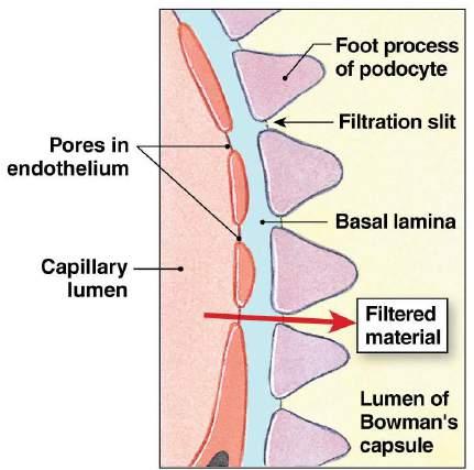 filtration - Podocytes surround the outside of the capillaries and have foot processes which help