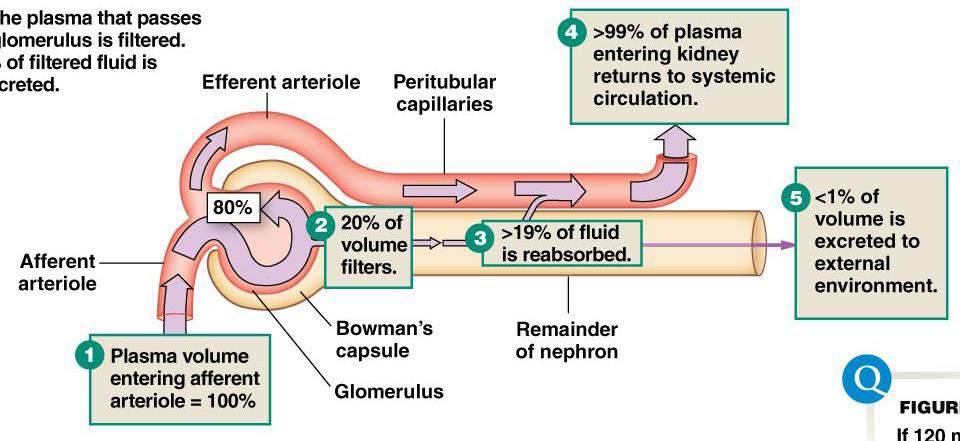 GLOMERULAR FILTRATION RATE (GFR) GFR is the volume of plasma filtered by the glomerulus per unit time - ~125mL/min or 180L/day Filtration fraction is another