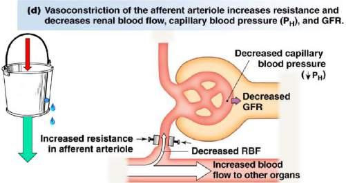 ARTERIOLE RESISTANCE CHANGES - Constriction of afferent arterioles will reduce renal blood flow and GFR - Constriction of efferent arteriole will reduce renal blood flow but increase GFR When the