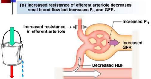 In the case of exercise, the sympathetic system will trigger the constriction of afferent arterioles in an effort to redirect blood flow to the required areas of the body.