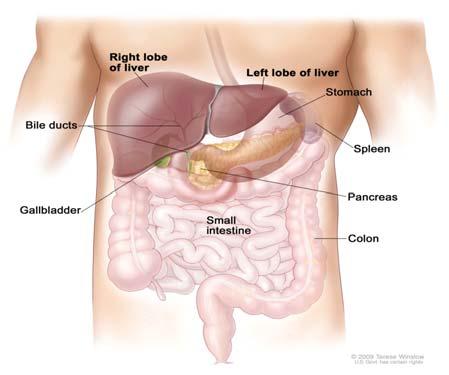 About the Liver It helps digest food It metabolizes waste, medications and toxins from your