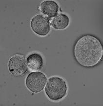 SUPPLEENTRY INFORTION HeLa- HeLa- B Synchronize (Thymidine/Nocodazole) # IgG icrosomes Immunoprecipitation anti-gfp ass-spec nalysis # 59% cells in telophase C Input α-igg Input α-gfp - -FIP1 D Total