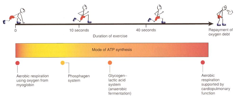ATP Production by Exercising Skeletal Muscle One system blends into the next. There is considerable overlap between the 3 ATP-generating systems listed in the table below.