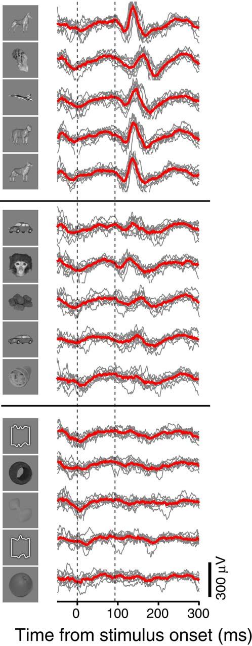 Neuron 434 for spiking activity (Ito et al., 1995; Logothetis and Sheinberg, 1996; Sato et al., 1980; Schwartz et al., 1983; Tanaka, 1996; Wallis and Rolls, 1997).