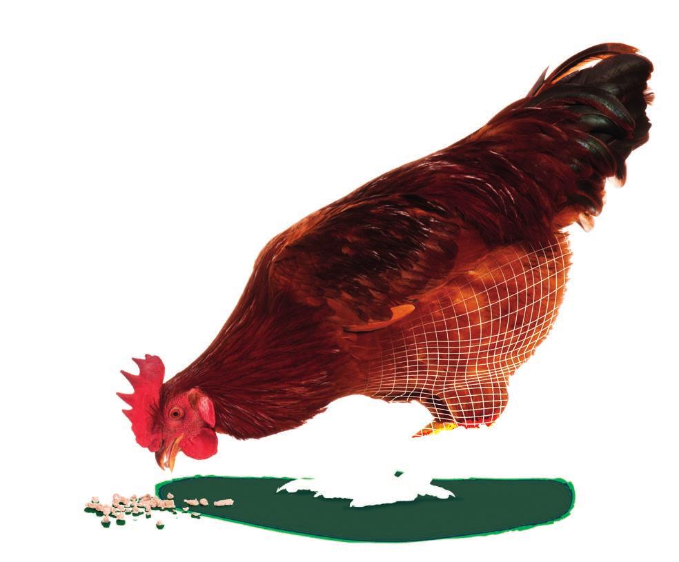 Case Study poultry Performance benefits are reported when using Genex Poultry to treat feed.