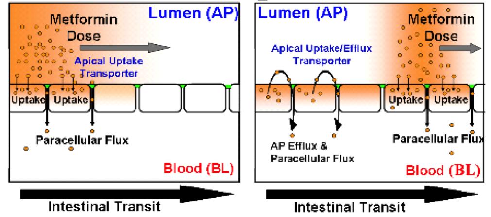 However, due to the restrictive nature of tight junctions and the limited surface area they provide in intestinal epithelial cells, paracellular diffusion would lead to a low bioavailability.