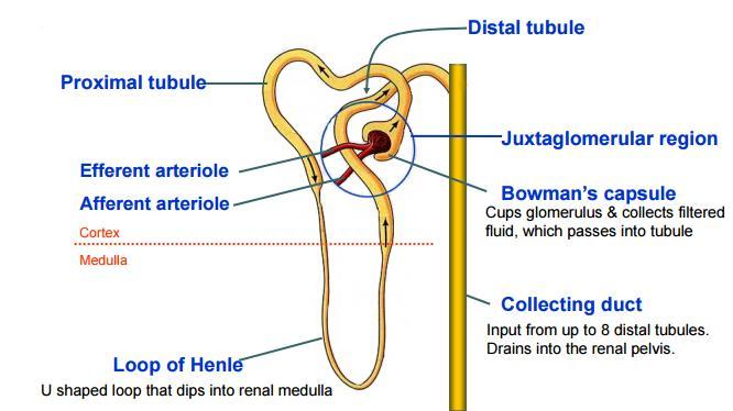 Design: blood supply filter tubular system Blood comes in via capillary bed, filtered out into the nephron through Bowman s capsule Reabsorption occurs in Proximal Convoluted Tubule Secretion removes