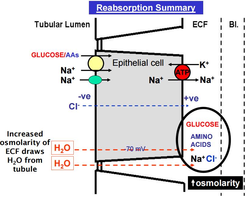 Reabsorption summary Loss of the sodium-potassium-atp pump would lead to loss of all reabsorption!