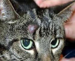 Mast cell tumors in cats are usually solitary and are found on the head. Mast Cells with dark granules AND THE MAST CELL TUMOR?