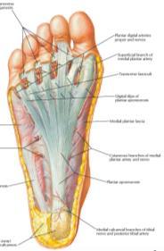 Peroneal brevis insertional tendinosis Central band