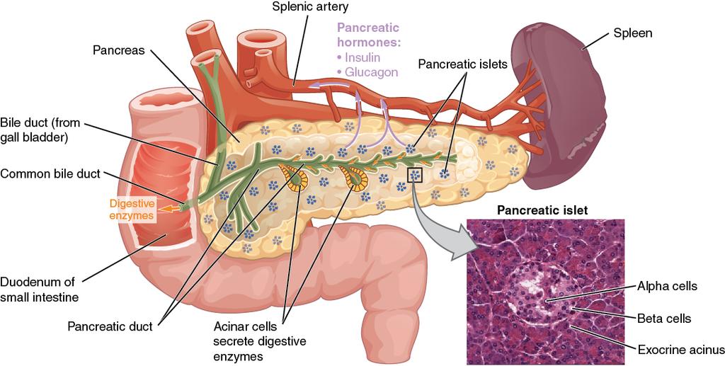 OpenStax-CNX module: m47773 2 Pancreas Figure 1: The pancreatic exocrine function involves the acinar cells secreting digestive enzymes that are transported into the small intestine by the pancreatic