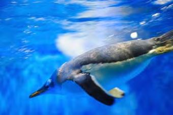 Q3.Penguins live mainly in the Antarctic. Penguins eat mainly fish. Photograph 1 shows a penguin swimming underwater.