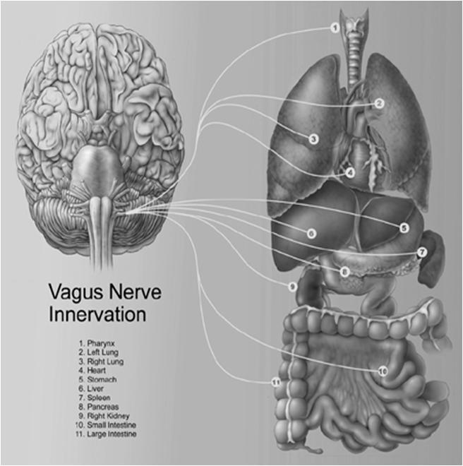 Labelling Safeness -connecting and the parasympathetic system: The Vagus Nerve PNS influence on heart rate slows