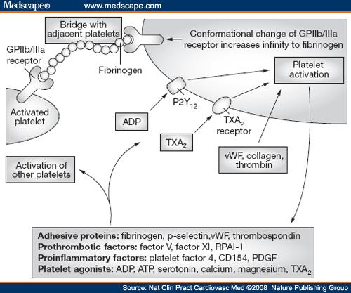 Active metabolite irreversibly blocks P2Y 12 on ADP