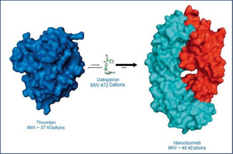 Monoclonal antibody fragment with 350x affinity for dabigatran vs thrombin Neutralizes unbound and bound dabigatran